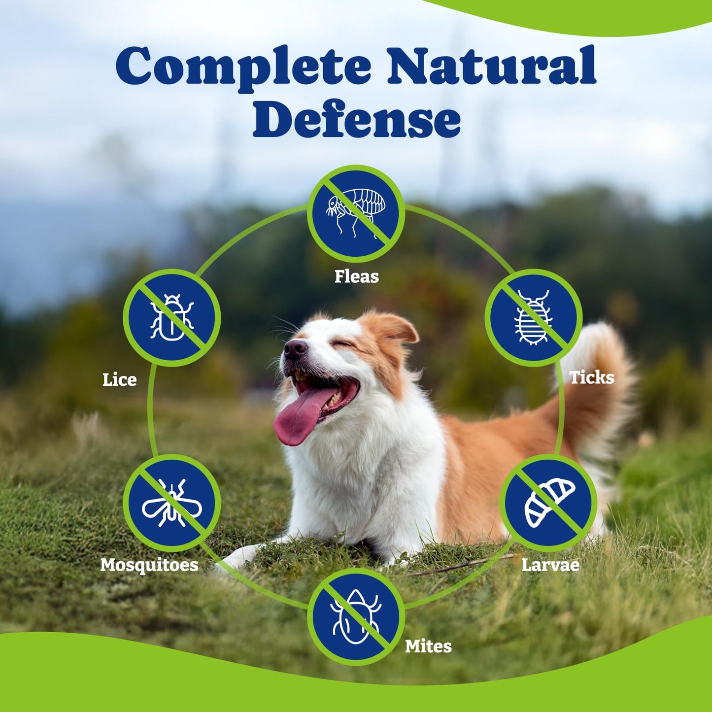 Flea & Tick Prevention for Dogs Chewables- 70 Soft Chews,Beef & Carrot Flavor
