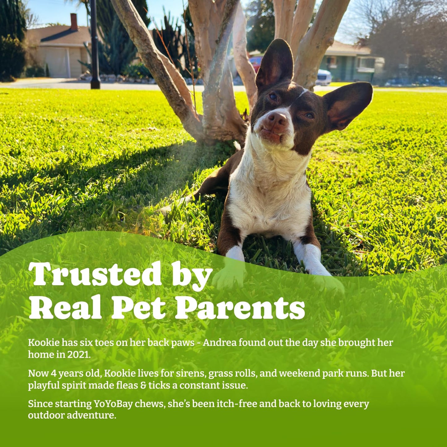 Flea & Tick Prevention for Dogs Chewables- 70 Soft Chews,Beef & Carrot Flavor