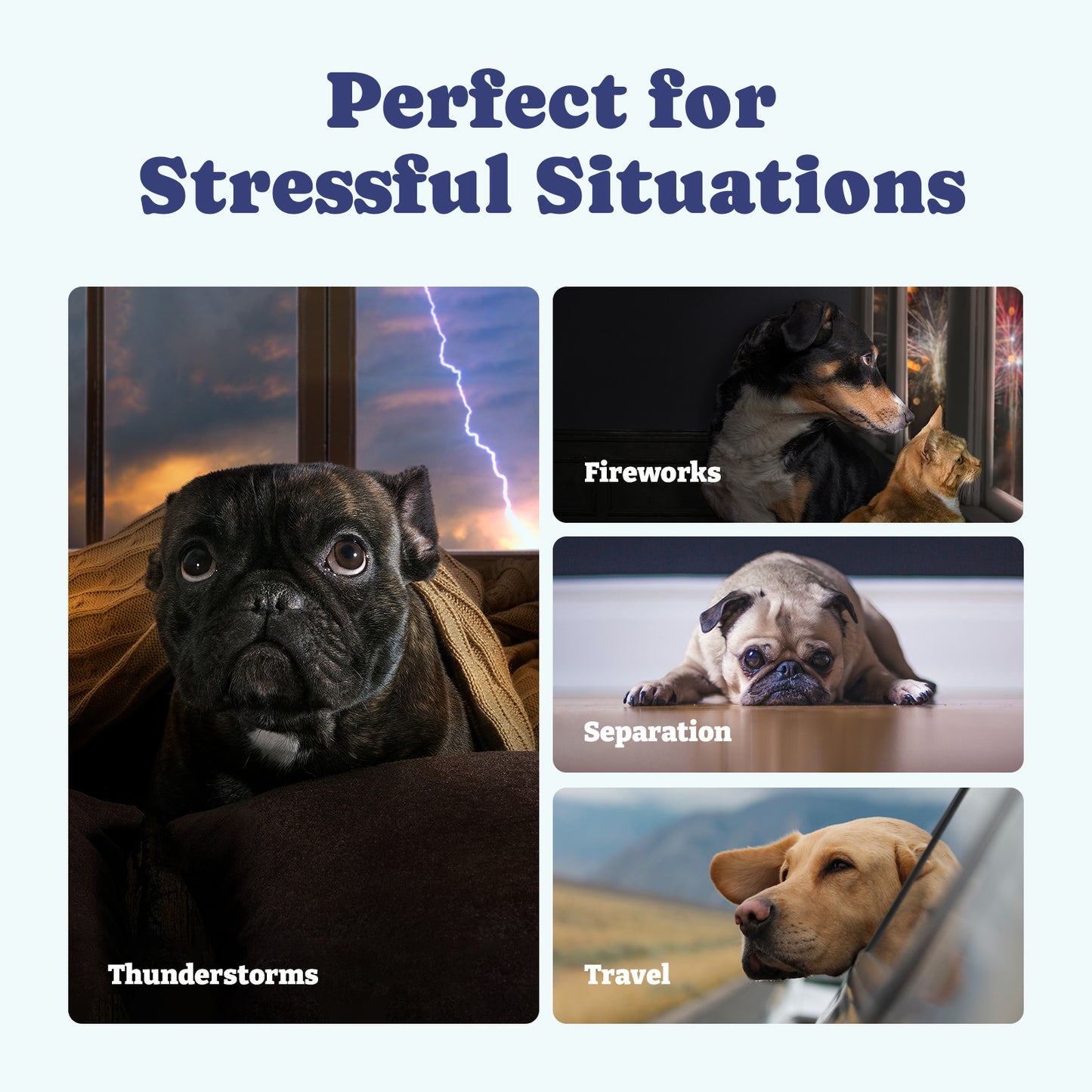 Dog Hemp Calming Chews, 60 Soft Chews