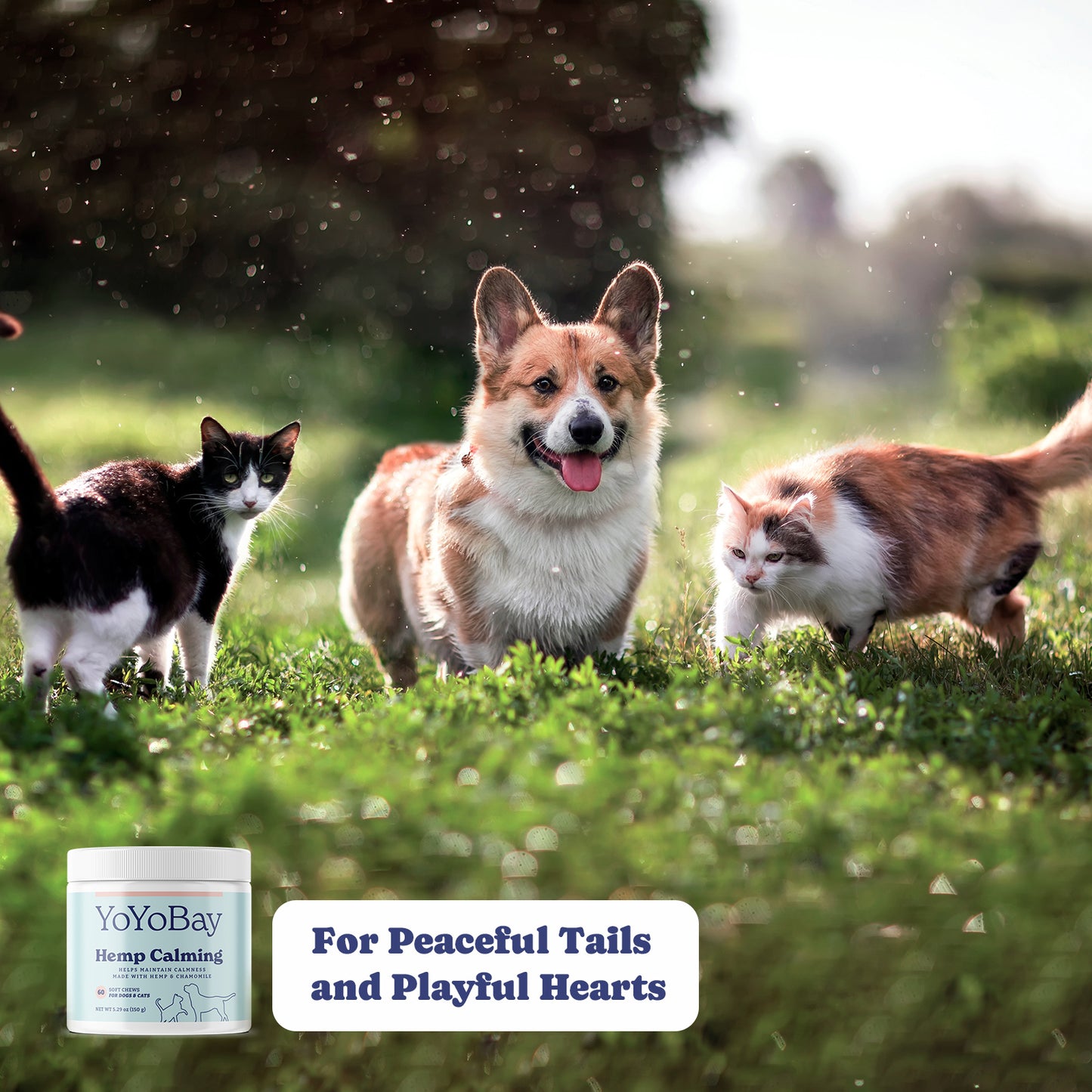 Dog Hemp Calming Chews, 60 Soft Chews