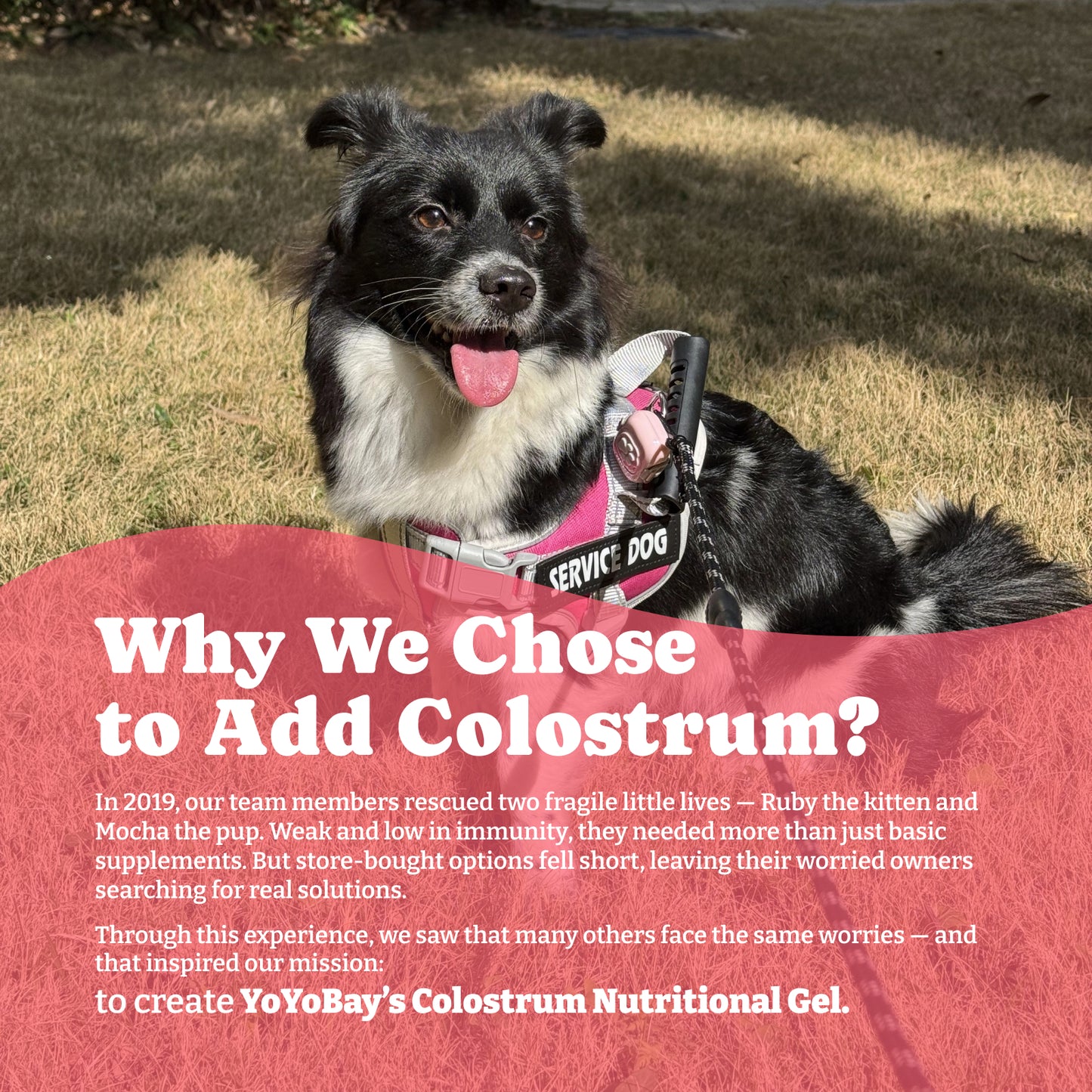 Bovine Colostrum Nutritional Gel for Cat & Dog